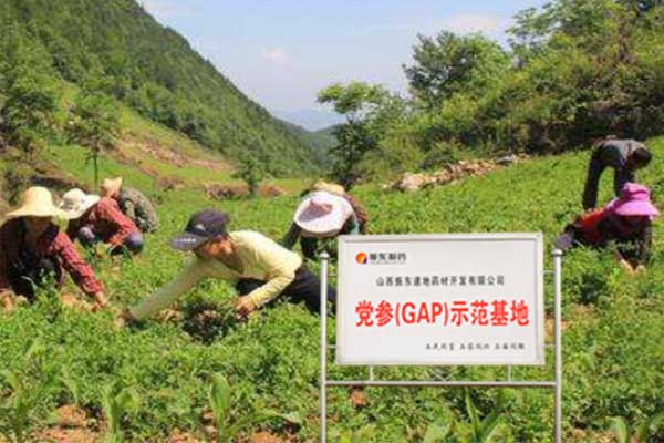 yl23455永利集团党参种植基地 yl23455永利集团党参种植基地