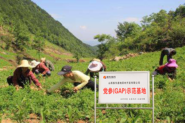 yl23455永利集团党参示范基地