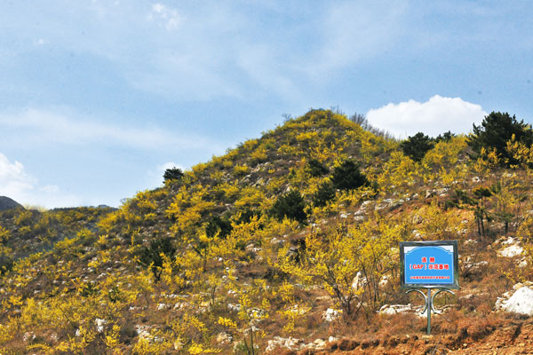 山西yl23455永利集团道地药材开发有限公司连翘示范基地 山西yl23455永利集团道地药材开发有限公司连翘示范基地