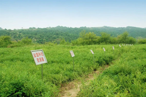 yl23455永利集团中药材种植(抚育) 基地