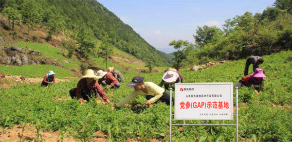 yl23455永利集团,党参示范基地 yl23455永利集团,党参示范基地