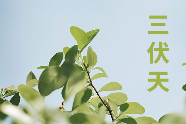 三伏天,秋包伏,伏包秋,头伏饺子二伏面,三伏天饮食